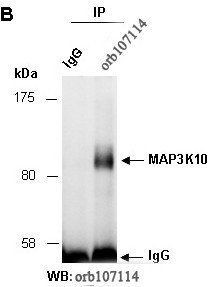 MAP3K10 (C) Antibody, Rabbit Polyclonal