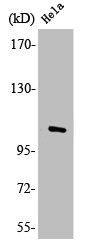 MAP3K13 Antibody