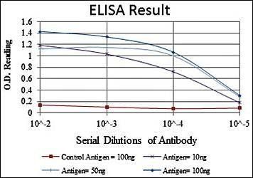 MAP3K2 Antibody