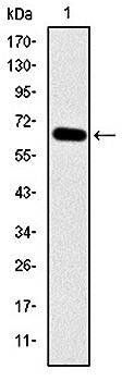 MAP3K2 Antibody