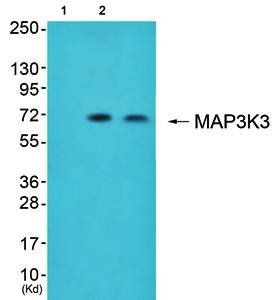 MAP3K3 Antibody