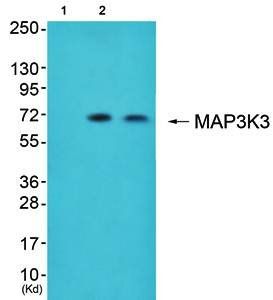 MAP3K3 antibody