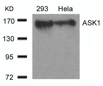 MAP3K5 (Ab-966) antibody