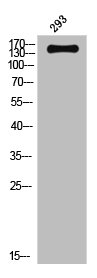 MAP3K5 Antibody