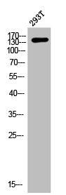 MAP3K5 Antibody