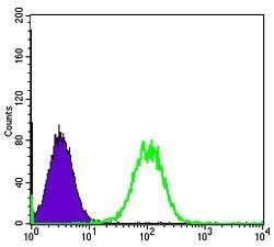 MAP3K5 Antibody