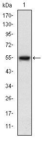 MAP3K5 Antibody