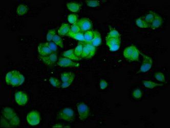 MAP3K6 Antibody