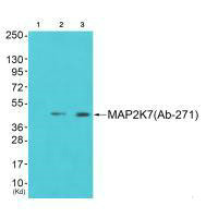 MAP3K7 (Ab-271) Antibody