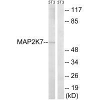 MAP3K7 (Ab-271) Antibody