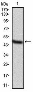 MAP3K7 Antibody