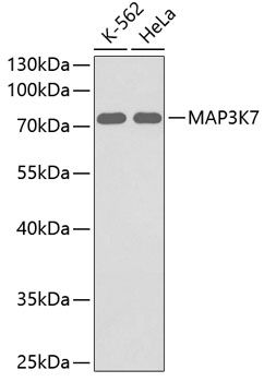 MAP3K7 antibody