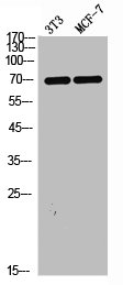 MAP3K7 Antibody