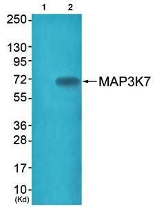 MAP3K7 (Ab-187) Antibody