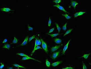 MAP4 Antibody