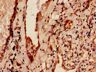MAP4 Antibody