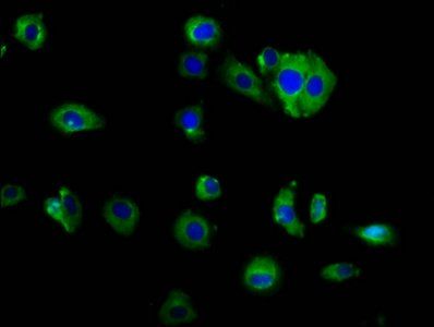 MAP4K2 Antibody
