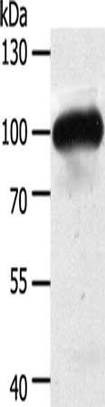 MAP4K3 Antibody