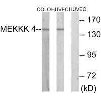 MAP4K4 Antibody
