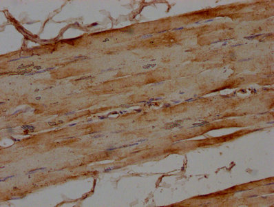 MAP4K4 Antibody