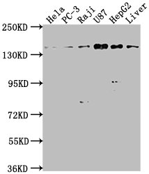 MAP4K4 Antibody