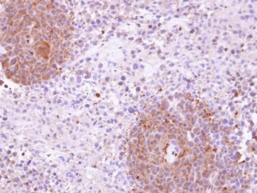 KHS antibody [N3C1], Internal