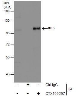 MAP4K5 antibody