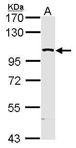 MAP4K5 antibody