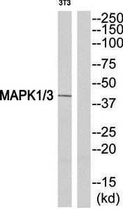 MAPK1/3 (Ab-205/222) Antibody