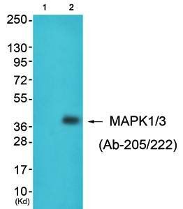 MAPK1/3 (Ab-205/222) Antibody