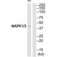 MAPK1/MAPK3 Antibody