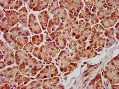 MAPK1 Antibody