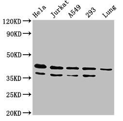 MAPK1 Antibody