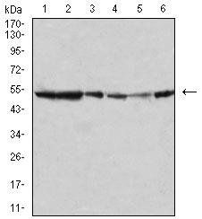 MAPK10 Antibody