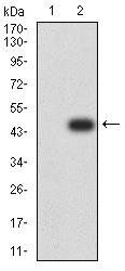 MAPK10 Antibody