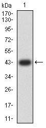 MAPK10 Antibody