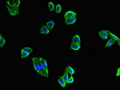 MAPK10 Antibody