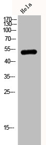 MAPK10 antibody