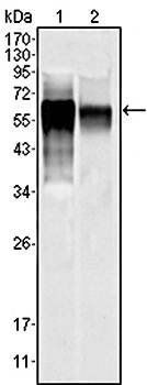 MAPK10 Antibody