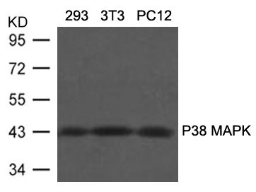 MAPK11 Antibody