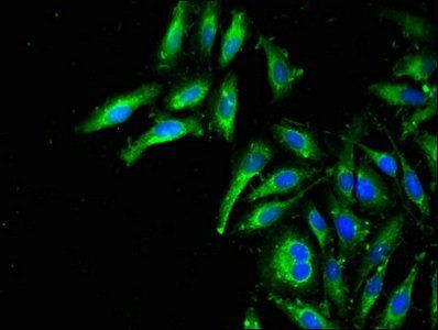 MAPK11 antibody