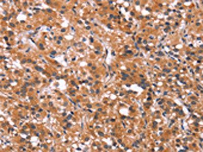 MAPK11 Antibody