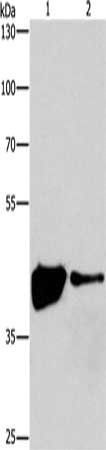 MAPK11 antibody