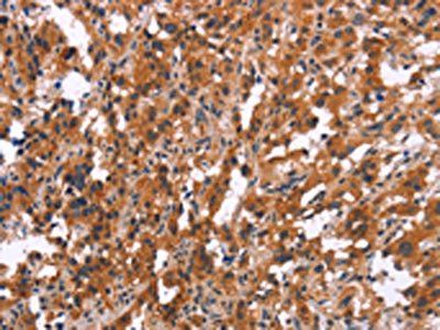 MAPK11 Antibody