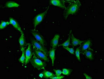 MAPK12 antibody