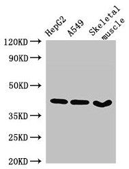 MAPK12 Antibody
