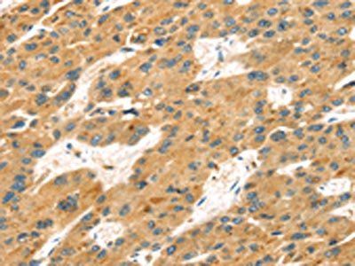 MAPK12 Antibody