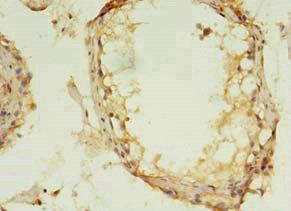 MAPK13 Antibody