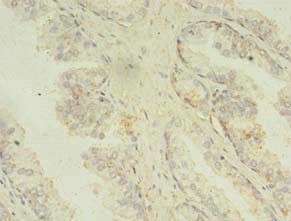 MAPK13 Antibody