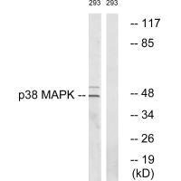 MAPK14 (Ab-322) antibody
